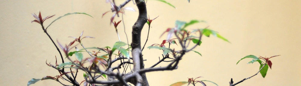 Hamza Emre – Backend Developer